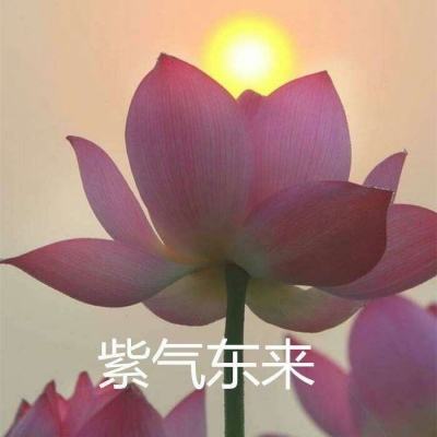 战国信长手游下载